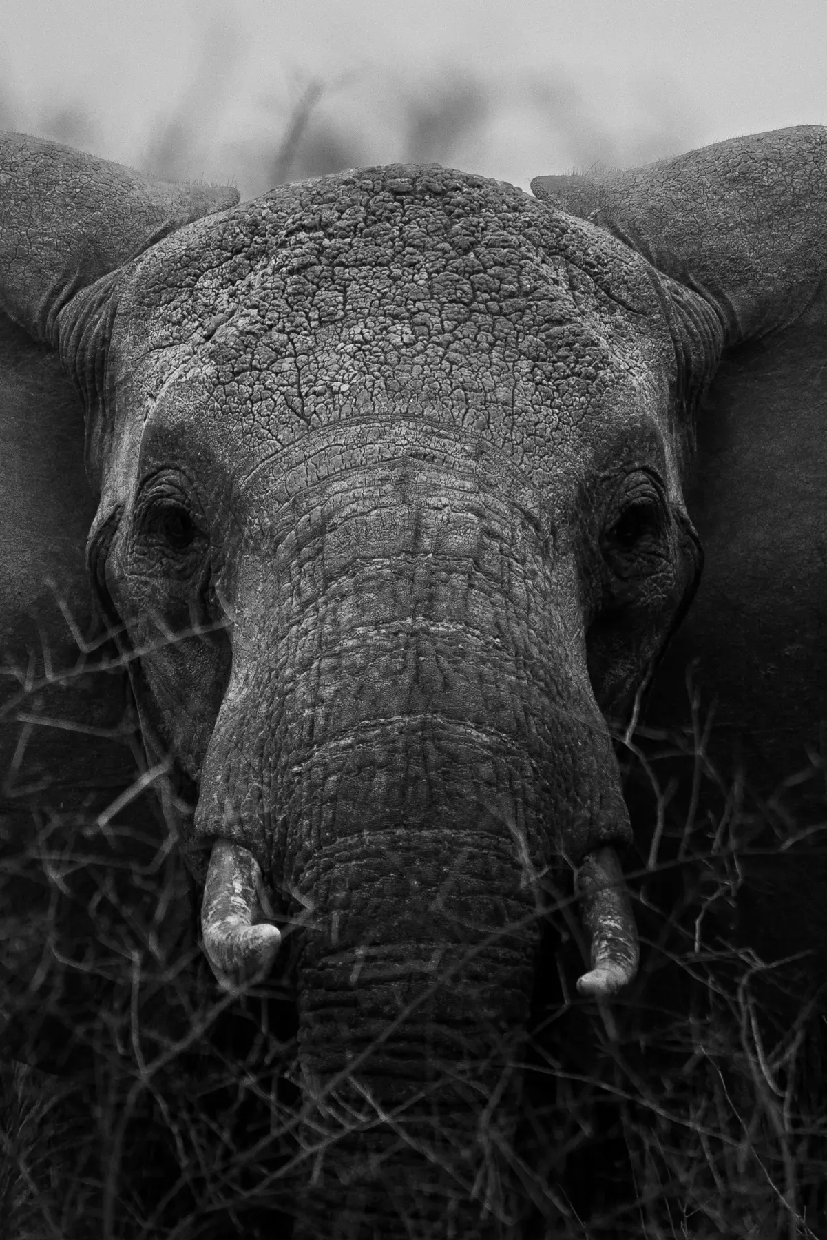 Black-and-white portrait of an elephant in Kenya