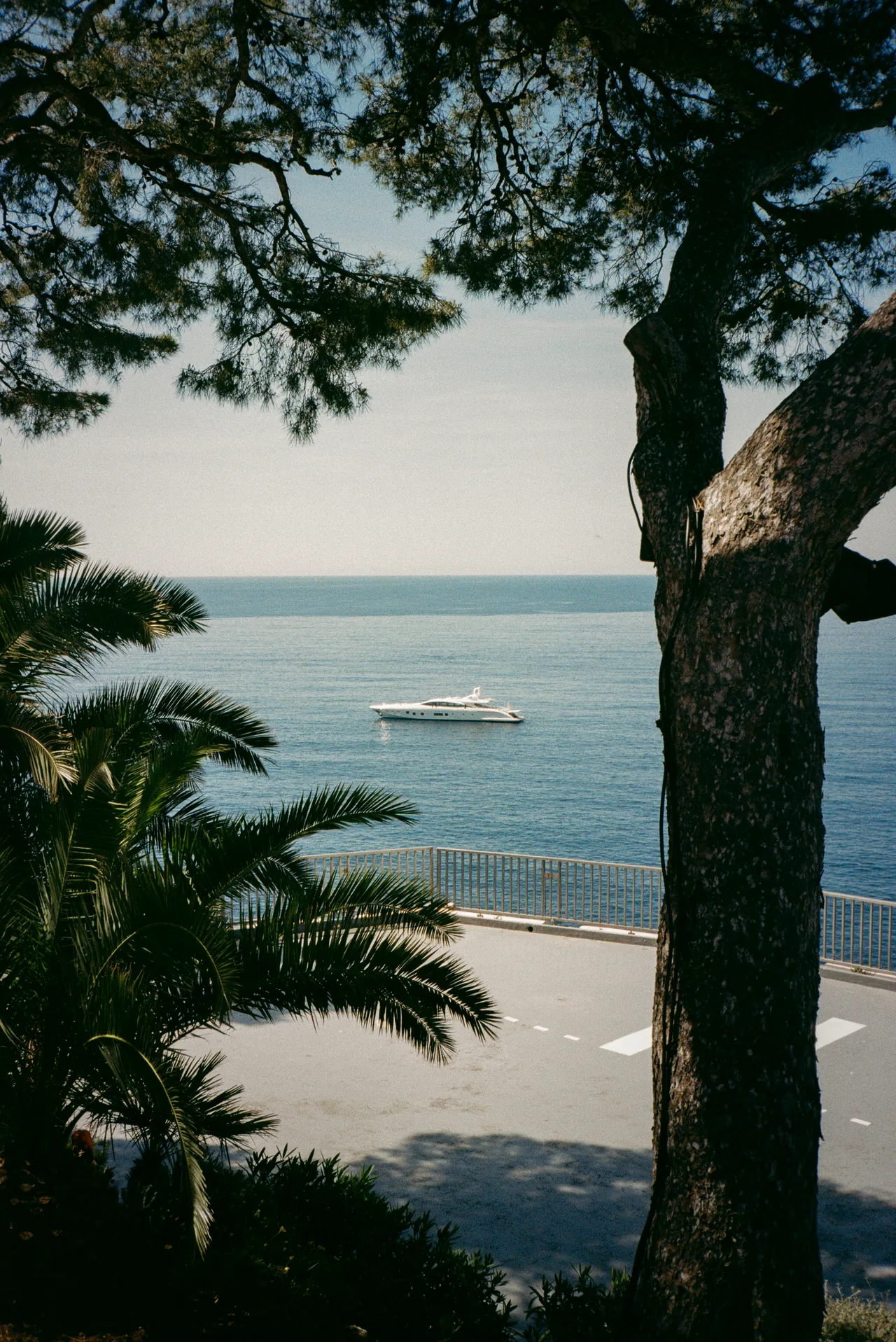 A yacht seen through pine trees above a coastal road
